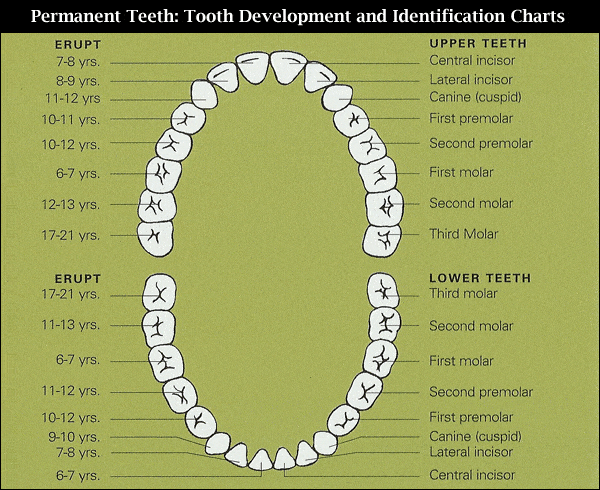 Permanent Teeth Diagram
